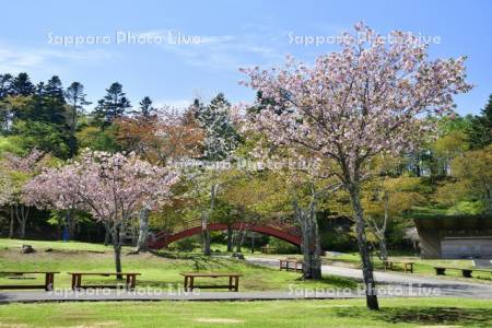 子野日公園の桜