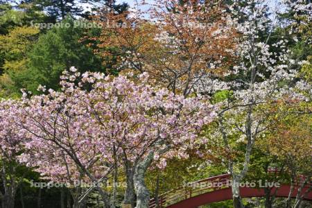 子野日公園の桜
