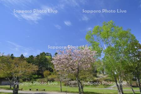 子野日公園の桜