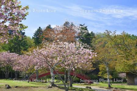 子野日公園の桜