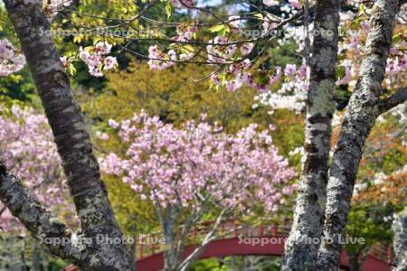 子野日公園の桜