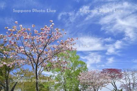 子野日公園の桜
