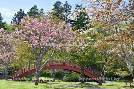 子野日公園の桜