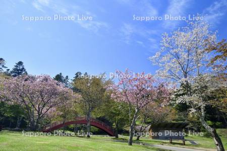 子野日公園の桜