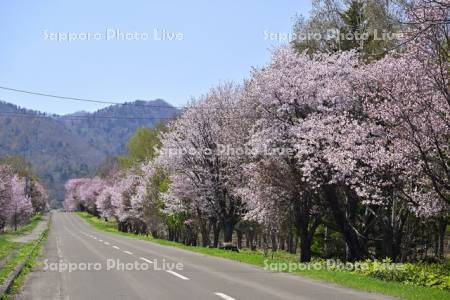 和琴の桜
