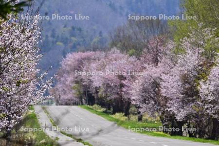 和琴の桜