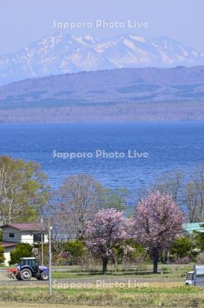 屈斜路湖畔の桜