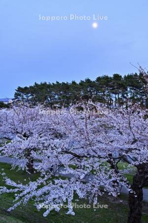 五稜郭公園の桜と月