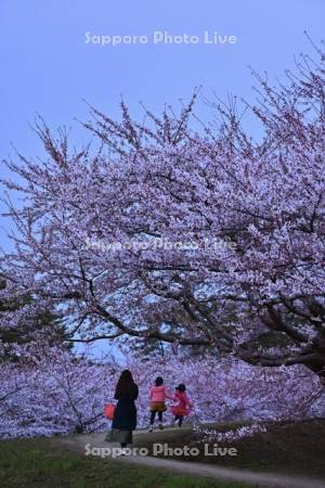 五稜郭公園の桜と親子
