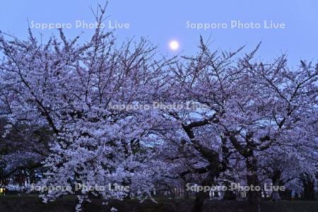 五稜郭公園の桜と月