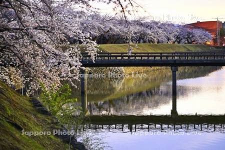 五稜郭公園裏門橋と桜