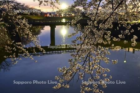 五稜郭公園裏門橋と桜