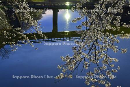 五稜郭公園のお堀と桜と外灯