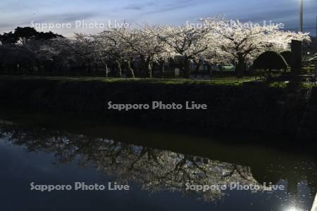 五稜郭公園の夜桜