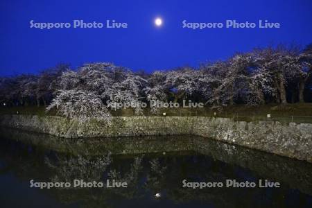 五稜郭公園の夜桜
