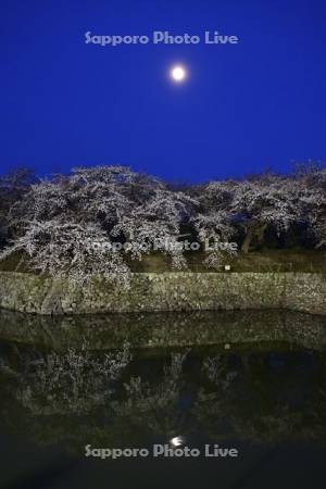 五稜郭公園の夜桜