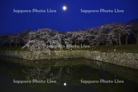 五稜郭公園の夜桜