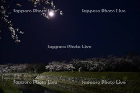 五稜郭公園裏門橋の夜桜と月