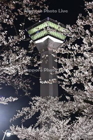 五稜郭タワーと夜桜