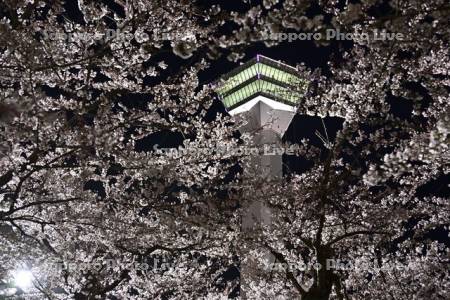 五稜郭タワーと夜桜