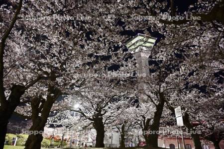 五稜郭タワーと夜桜