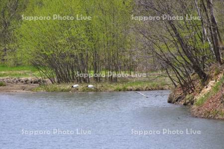 西札内ダムのタンチョウ