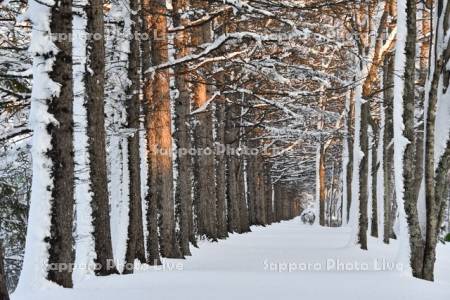 雪とカラマツ並木