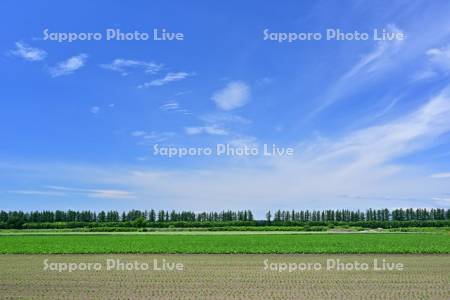 青空と中士幌のビート畑