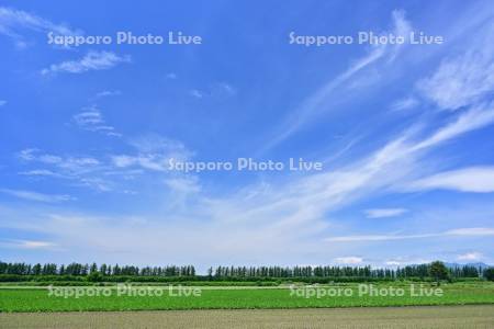 青空と中士幌のビート畑