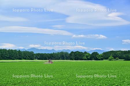 青空と中士幌のビート畑