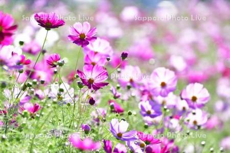 コスモスロードのコスモス