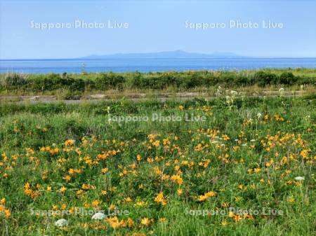 野付半島のエゾカンゾウと国後島