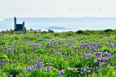 あやめケ原のヒオウギアヤメ