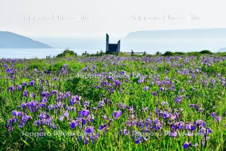 あやめケ原のヒオウギアヤメ