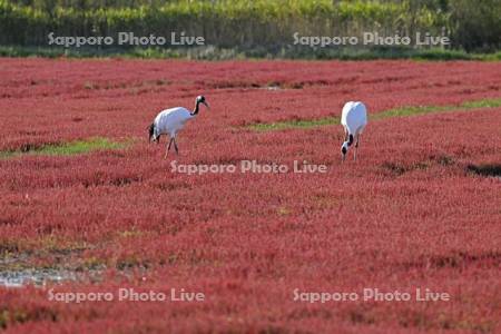 サンゴ草とタンチョウ