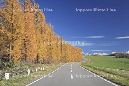 カラマツ並木の道