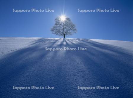 雪原