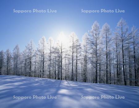 雪原