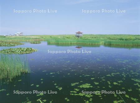 オムサロ原生花園