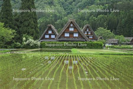 白川郷の合掌造りと水田