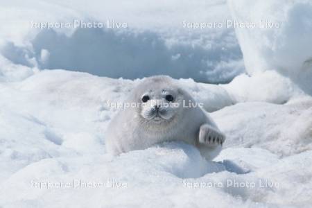 ゴマフアザラシの子供と流氷