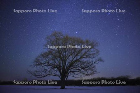 星空とハルニレの木