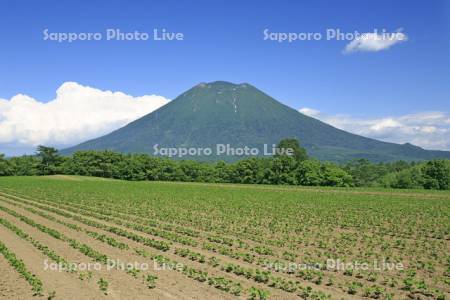 豆畑と羊蹄山