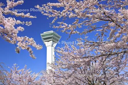 五稜郭公園の五稜郭タワーと桜