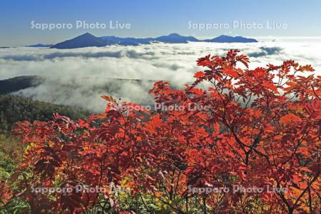 大雪山の銀泉台の紅葉と雲海の屏風岳