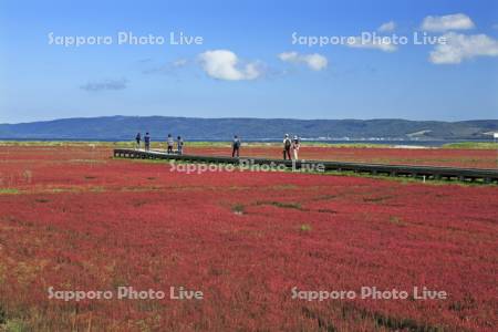 能取湖のサンゴ草の紅葉と観光客