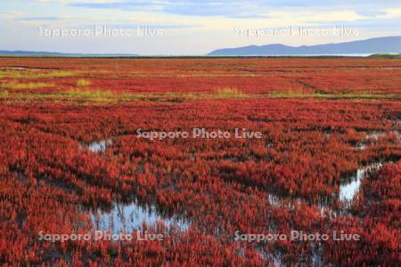 能取湖の朝のサンゴ草の紅葉