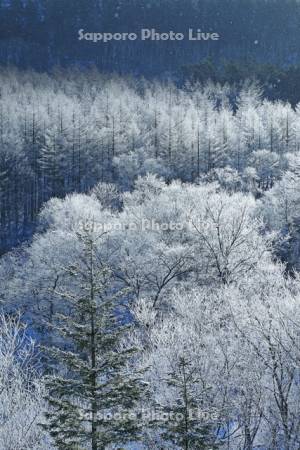 狩勝峠の霧氷と降雪