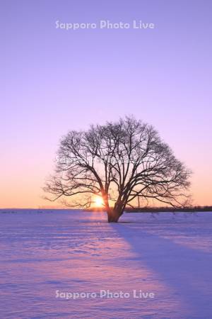 ハルニレの木と日の出
