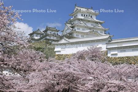 姫路城と桜・世界遺産